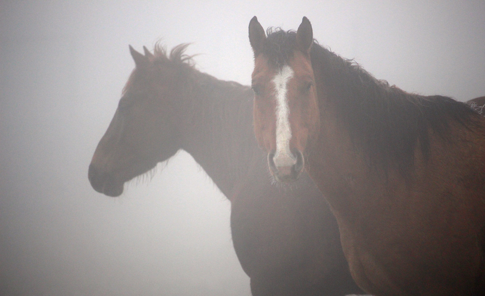 horsemanship-crop